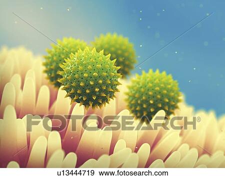 Stock Photo - Pollen grains on flower, illustration.. Fotosearch