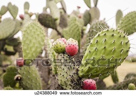 Prickly pear View Large Photo Image Stock Photo - Prickly pear. Fotosearch