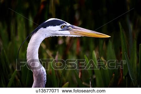 Profile of great blue heron View Large Photo Image Stock Image - Profile of great blue heron. Fotosearch