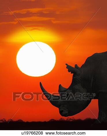 Stock Photo - Profile of rhinoceros at sunset. Fotosearch