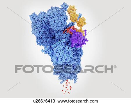 Stock Image - Proteasome, illustration. Proteasomes are large protein-digesting molecular machines that degrade unneeded or damaged proteins (red) that have been tagged with polyubiquitin (a chain of multiple ubiquitin molecules, yellow). This protein degradation.... Fotosearch