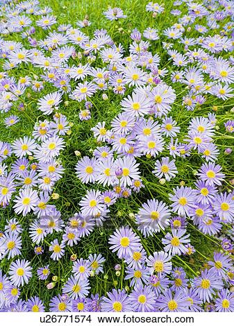 Picture - Purple flowers. Fotosearch