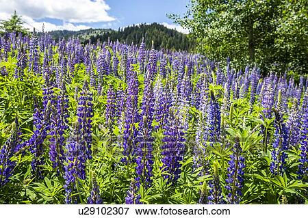 Purple lupine field in Sun Valley, Idaho, USA View Large Photo Image Stock Photo - Purple lupine field in Sun Valley, Idaho, USA. Fotosearch