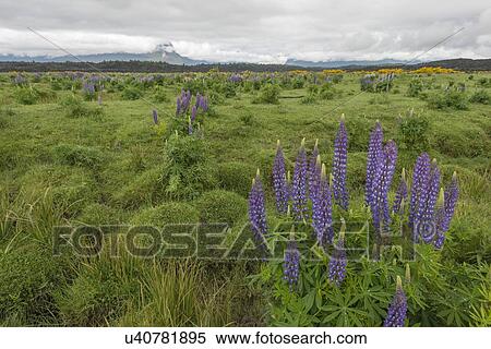 Purple lupins in field on Te Anau Downs, New Zealand View Large Photo Image Stock Photography - Purple lupins in field on Te Anau Downs, New Zealand. Fotosearch