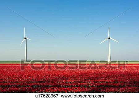Stock Photo - Red bulb fields in spring, wind turbines on a dyke in background, Nagele, Flevoland, Netherlands. Fotosearch