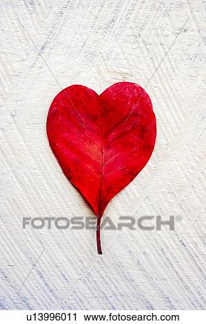 Stock Image - Red heart shaped leaf. Fotosearch