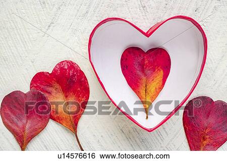 Stock Photograph - Red heart shaped leaves and bowl. Fotosearch