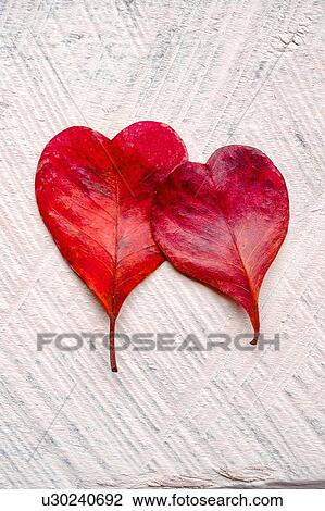 Stock Image - Red heart shaped leaves. Fotosearch