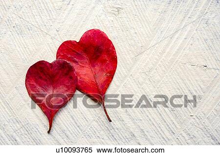 Stock Photography - Red heart shaped leaves. Fotosearch