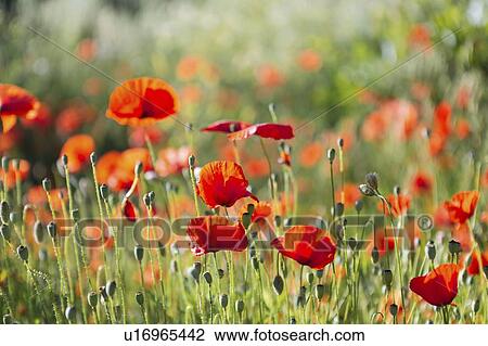 Stock Image - Red poppy field. Fotosearch
