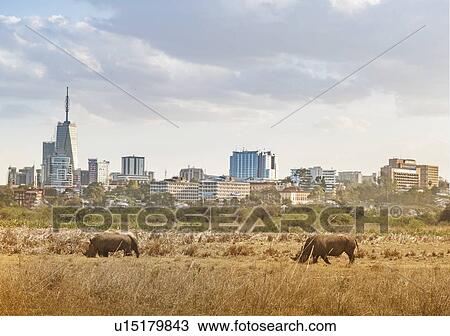 Stock Image - Rhinoceroses walking in Nairobi National Park by city skyline in Nairobi, Kenya. Fotosearch