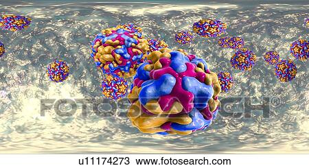 Stock Image - Rhinoviruses, 360-degree panorama view, computer illustration. The rhinovirus infects the upper respiratory tract and is the cause of the common cold. It is spread by coughs and sneezes.. Fotosearch