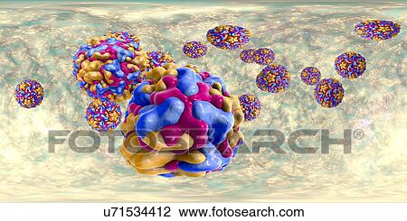 Stock Image - Rhinoviruses, 360-degree panorama view, computer illustration. The rhinovirus infects the upper respiratory tract and is the cause of the common cold. It is spread by coughs and sneezes.. Fotosearch