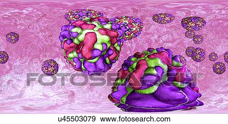 Stock Photo - Rhinoviruses, 360-degree panorama view, computer illustration. The rhinovirus infects the upper respiratory tract and is the cause of the common cold. It is spread by coughs and sneezes.. Fotosearch
