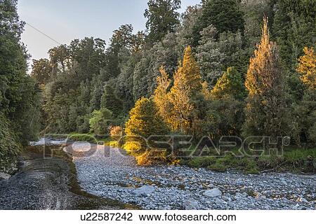 River by an autumn forest near Fox Glacier, New Zealand View Large Photo Image Stock Image - River by an autumn forest near Fox Glacier, New Zealand. Fotosearch