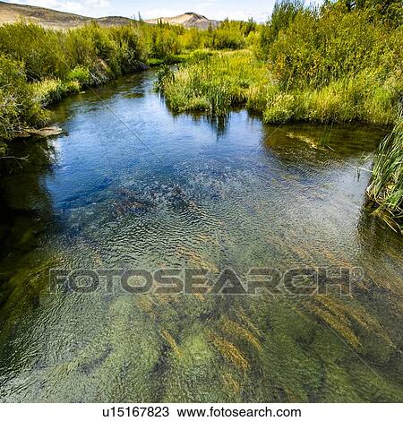 River by trees in Picabo, Idaho, USA View Large Photo Image Stock Image - River by trees in Picabo, Idaho, USA. Fotosearch
