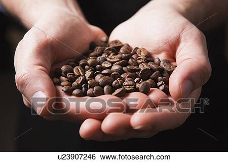 Stock Photograph - Roasted coffee beans in man's cupped hands. Fotosearch