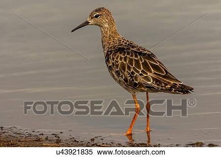 Stock Photography - Ruff wading at lake edge, side view, Kruger National Park, South Africa. Fotosearch