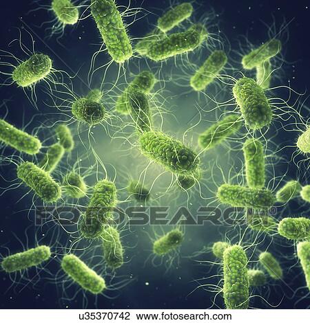 Salmonella bacteria, illustration. View Large Photo Image Stock Image - Salmonella bacteria, illustration.. Fotosearch