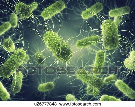 Salmonella bacteria, illustration. View Large Photo Image Stock Photo - Salmonella bacteria, illustration.. Fotosearch