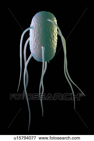 Salmonella enteritidis bacterium, illustration. View Large Photo Image Stock Photo - Salmonella enteritidis bacterium, illustration.. Fotosearch