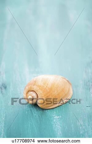 Picture - Seashell on blue surface. Fotosearch