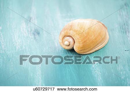 Stock Photo - Seashell on blue surface. Fotosearch