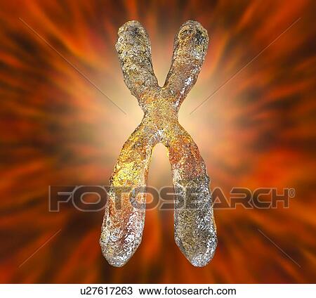 Stock Image - Set of human chromosomes, computer illustration. Chromosomes are a packaged form of the genetic material DNA (deoxyribonucleic acid). The DNA condenses into chromosomes during cell replication for ease of division and transport into the new cell. A.... Fotosearch