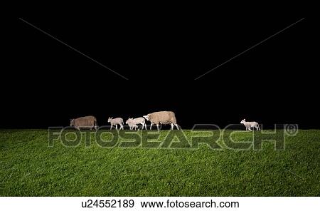 Sheep and their lambs on dyke at night, Holwerd, Friesland, Netherlands View Large Photo Image Stock Photo - Sheep and their lambs on dyke at night, Holwerd, Friesland, Netherlands. Fotosearch