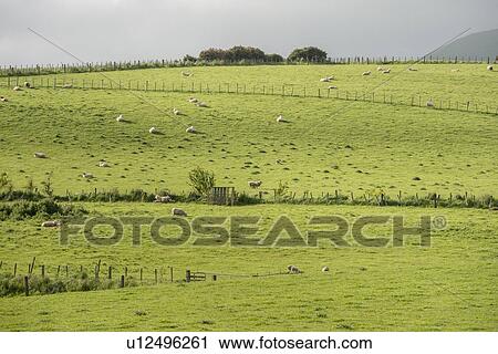 Stock Image - Sheep in field in Owaka, New Zealand. Fotosearch