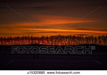 Silhouettes of bare trees at sunset in Bellevue, Idaho, USA View Large Photo Image Stock Image - Silhouettes of bare trees at sunset in Bellevue, Idaho, USA. Fotosearch