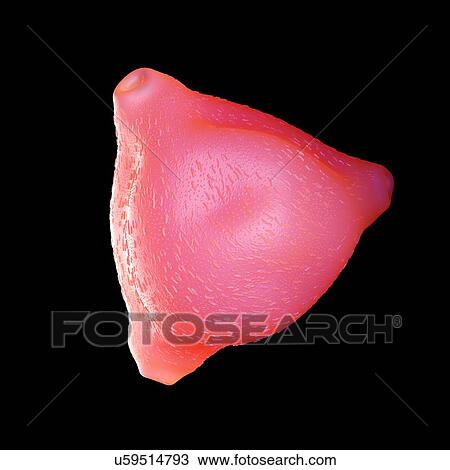 Stock Image - Silver birch pollen, illustration.. Fotosearch