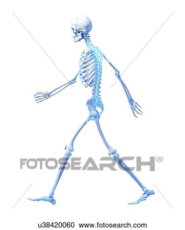 Skeletal system of a person walking, computer artwork. View Large Photo Image Stock Image - Skeletal system of a person walking, computer artwork.. Fotosearch