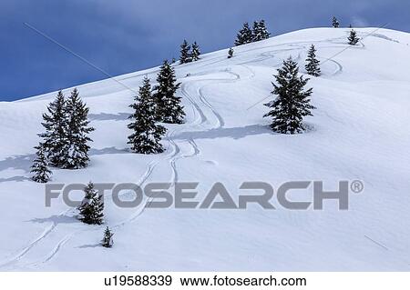 Stock Photo - Ski tracks by pine trees on mountain in Sun Valley, Idaho, USA. Fotosearch