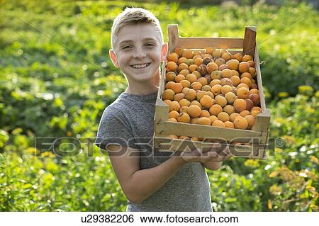 Stock Photograph - Smiling boy holding crate of apricots. Fotosearch