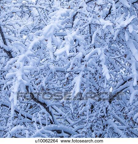 Snow on bare branches View Large Photo Image Picture - Snow on bare branches. Fotosearch