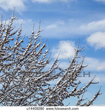 Stock Image - Snow on bare branches. Fotosearch