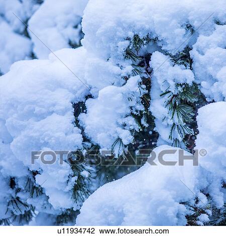 Stock Image - Snow on pine tree. Fotosearch