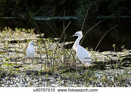 Stock Photography - Snowy egrets on river. Fotosearch