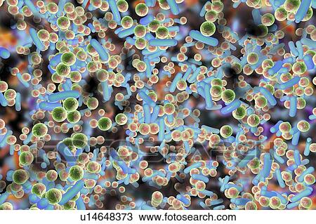 Stock Image - Spherical bacteria and rod-shaped bacteria inside a biofilm, illustration. A biofilm is a colony of bacteria that forms a coating on a surface. Common places for biofilms to develop are in the mouth, where they can cause tooth cavities and gum.... Fotosearch
