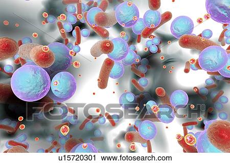 Spherical bacteria and rod-shaped bacteria inside biofilm with quorum sensing molecules (small red circles), illustration. A biofilm is a colony of bacteria that forms a coating on a surface. Inside biofilm bacteria communicate through production of... View Large Photo Image Stock Image - Spherical bacteria and rod-shaped bacteria inside biofilm with quorum sensing molecules (small red circles), illustration. A biofilm is a colony of bacteria that forms a coating on a surface. Inside biofilm bacteria communicate through production of.... Fotosearch