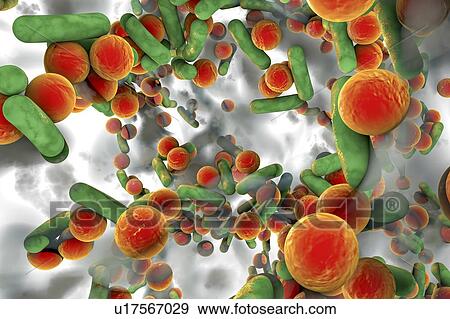 Stock Photo - Spherical bacteria and rod-shaped bacteria inside a biofilm, illustration. A biofilm is a colony of bacteria that forms a coating on a surface. Common places for biofilms to develop are in the mouth, where they can cause tooth cavities and gum.... Fotosearch