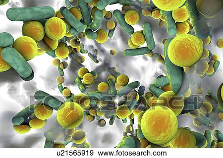 Stock Photo - Spherical bacteria and rod-shaped bacteria inside a biofilm, illustration. A biofilm is a colony of bacteria that forms a coating on a surface. Common places for biofilms to develop are in the mouth, where they can cause tooth cavities and gum.... Fotosearch