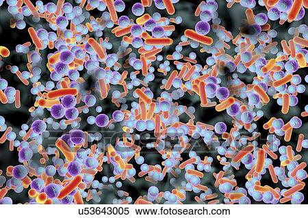Spherical bacteria and rod-shaped bacteria inside a biofilm, illustration. A biofilm is a colony of bacteria that forms a coating on a surface. Common places for biofilms to develop are in the mouth, where they can cause tooth cavities and gum... View Large Photo Image Stock Photography - Spherical bacteria and rod-shaped bacteria inside a biofilm, illustration. A biofilm is a colony of bacteria that forms a coating on a surface. Common places for biofilms to develop are in the mouth, where they can cause tooth cavities and gum.... Fotosearch