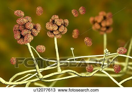 Stock Image - Stachybotrys sp. fruiting structure with spores, computer illustration. Often known as the toxic mould (black mould). Several strains of this fungus (S. atra, S. chartarum and S. alternans) are synonymous. This fungus may produce a trichothecene.... Fotosearch