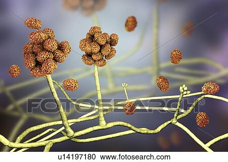 Stock Image - Stachybotrys sp. fruiting structure with spores, computer illustration. Often known as the toxic mould (black mould). Several strains of this fungus (S. atra, S. chartarum and S. alternans) are synonymous. This fungus may produce a trichothecene.... Fotosearch