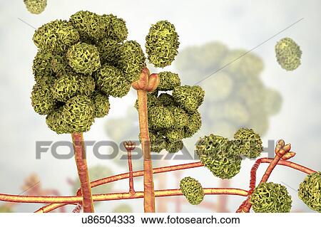 Stock Image - Stachybotrys sp. fruiting structure with spores, computer illustration. Often known as the toxic mould (black mould). Several strains of this fungus (S. atra, S. chartarum and S. alternans) are synonymous. This fungus may produce a trichothecene.... Fotosearch