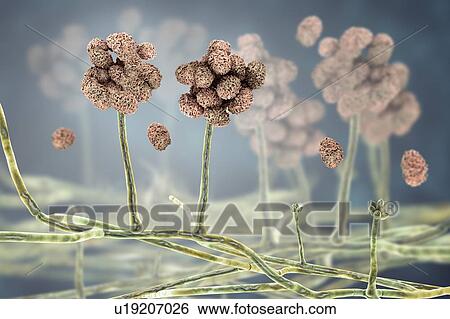 Stock Photograph - Stachybotrys sp. fruiting structure with spores, computer illustration. Often known as the toxic mould (black mould). Several strains of this fungus (S. atra, S. chartarum and S. alternans) are synonymous. This fungus may produce a trichothecene.... Fotosearch