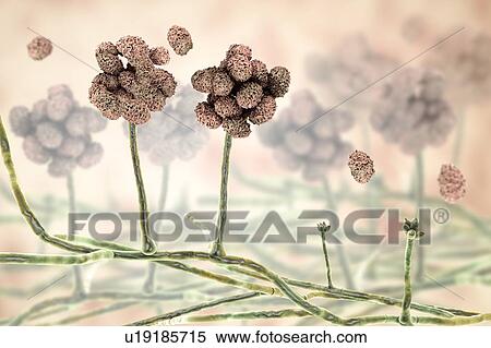 Stock Photography - Stachybotrys sp. fruiting structure with spores, computer illustration. Often known as the toxic mould (black mould). Several strains of this fungus (S. atra, S. chartarum and S. alternans) are synonymous. This fungus may produce a trichothecene.... Fotosearch