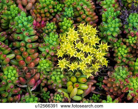 Stock Image - Succulent plants with yellow flowers. Fotosearch